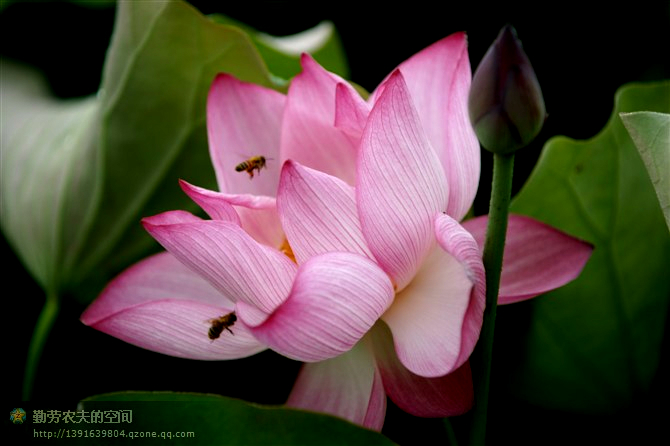 蜂恋花 摄影 勤劳农夫