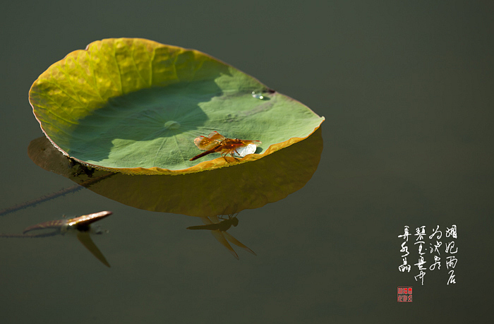 荷影 摄影 苗壮