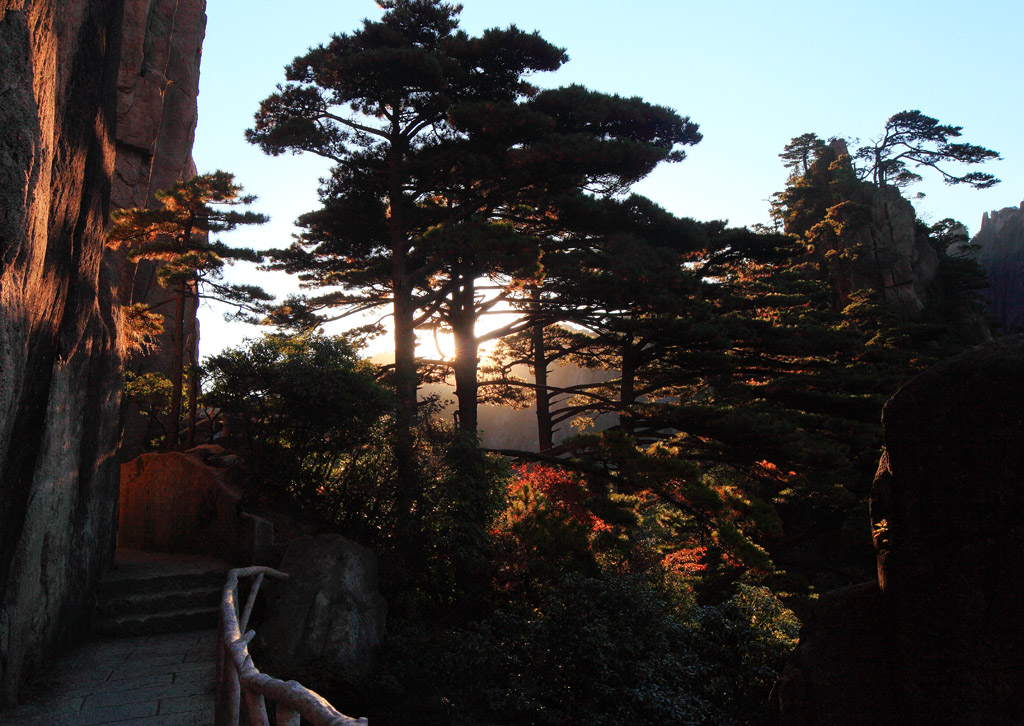 朝披日泽黄山松 摄影 湛思