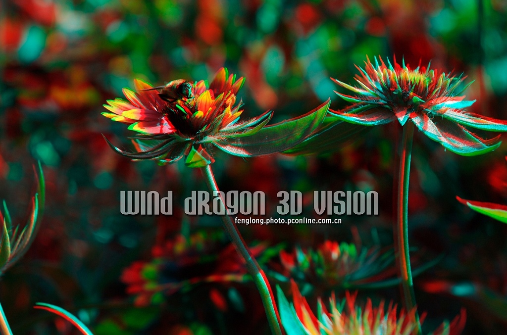 3D VISION-2 摄影 风龙剑影