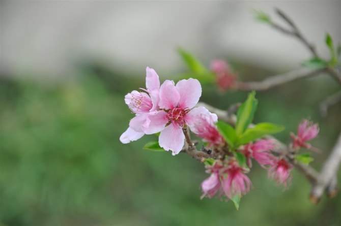 桃花 摄影 你的视角