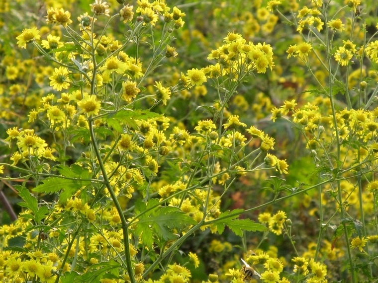 满眼野菊 摄影 溪旁老树