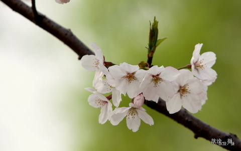 桃花 摄影 qiaoping