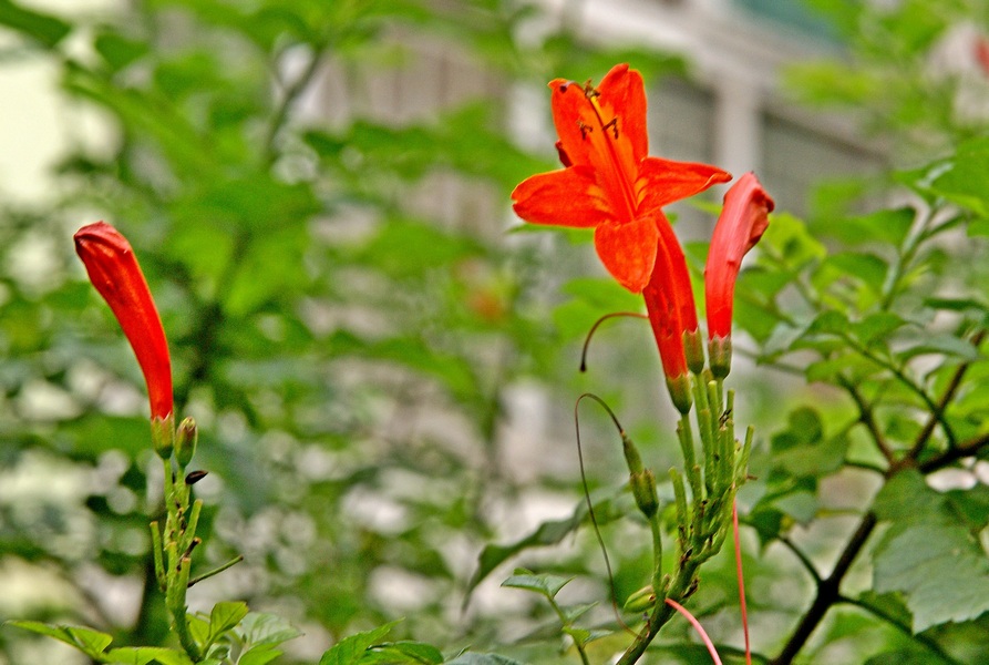 小花 摄影 摄迷