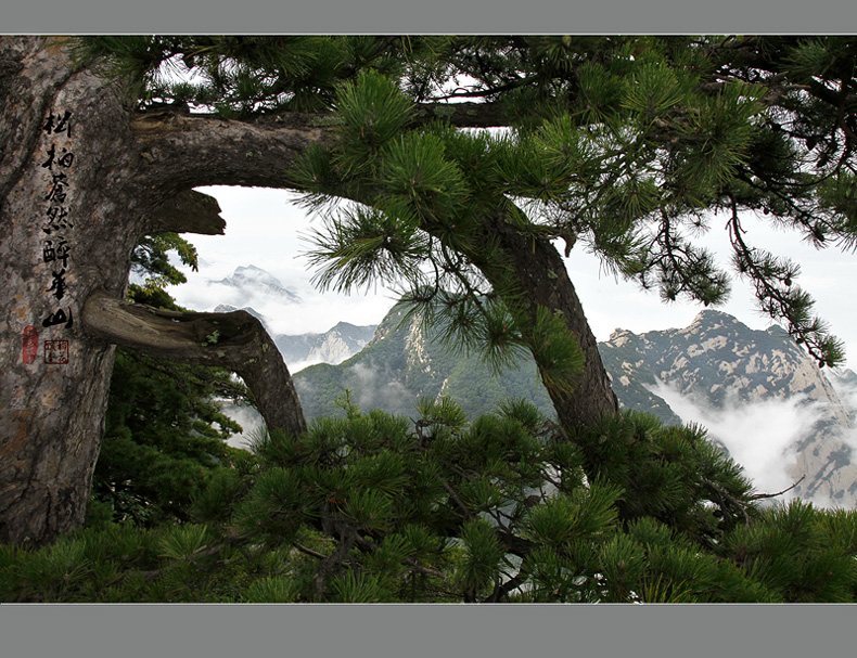 松柏苍然醉华山 摄影 稻花飘香