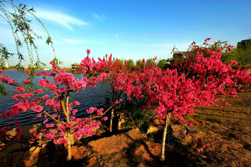 桃花盛开 摄影 沂蒙路客