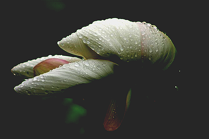 雨荷 摄影 勤劳农夫