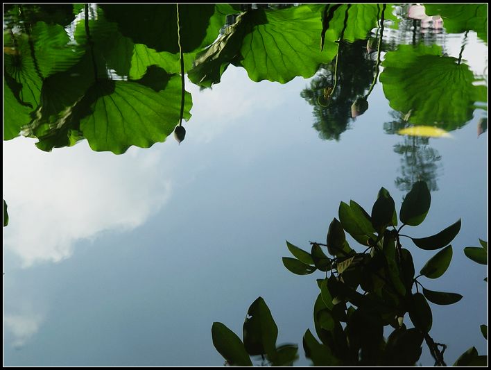 影中景 摄影 红棉