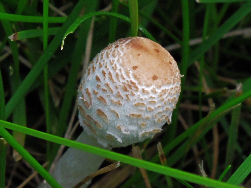 菌花 摄影 溪旁老树