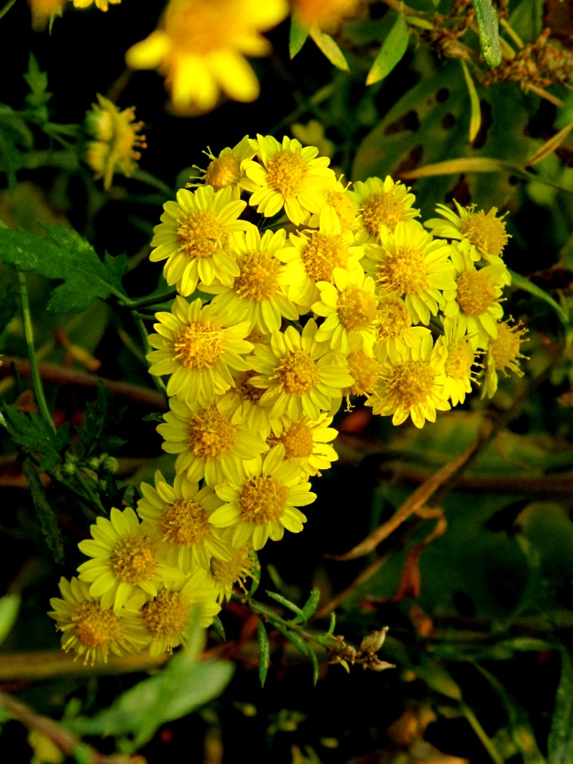 野菊花 摄影 溪旁老树