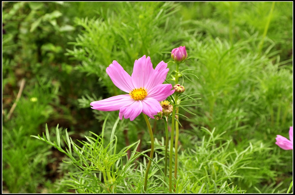 小花 摄影 你的视角