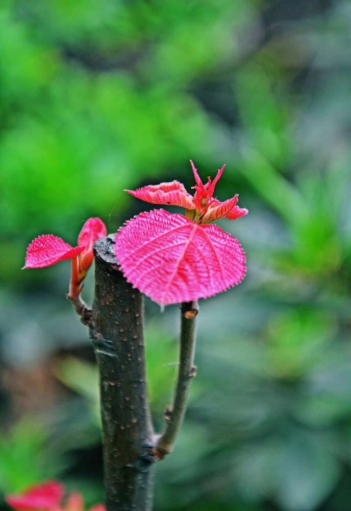 芽 摄影 叮叮虫