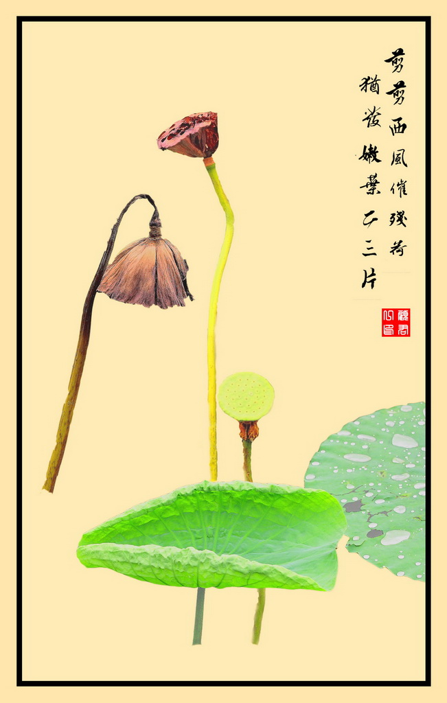 荷 摄影 gujunyi803