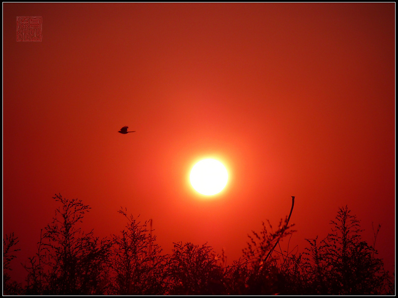 掠过夕阳 摄影 滈屾蓅渁