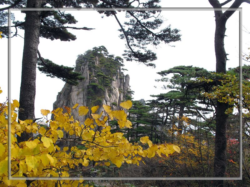 金黄山 摄影 孤马行摄