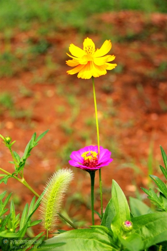 沂蒙小花 摄影 沂蒙路客