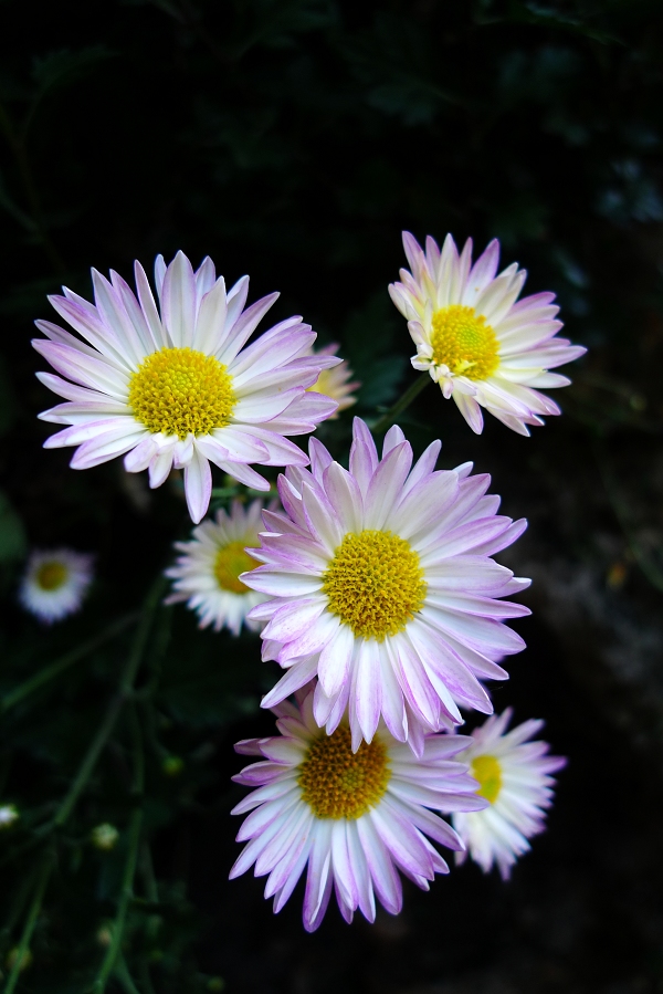 菊花 摄影 军旗下的蓝星