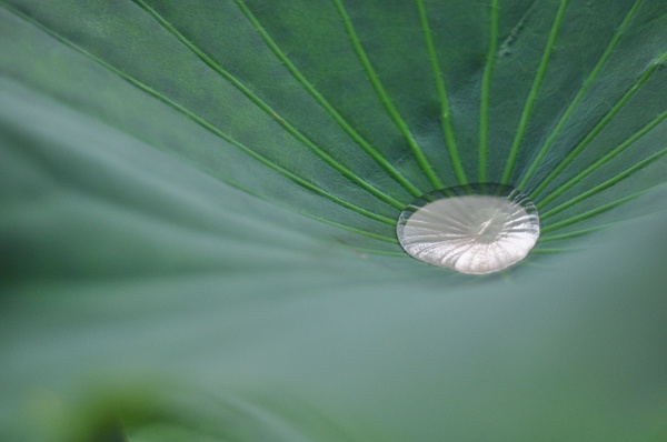 荷 摄影 半夏之年