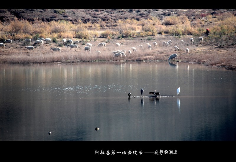 寂静的湖边 摄影 五十铃