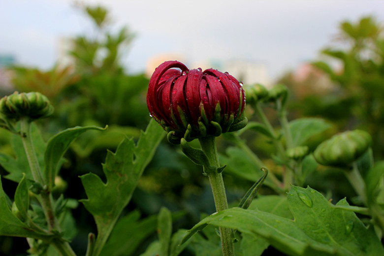 秋菊 摄影 马旺仔