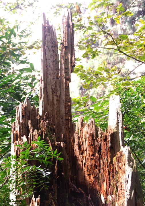 木巳成山 摄影 liuguorong