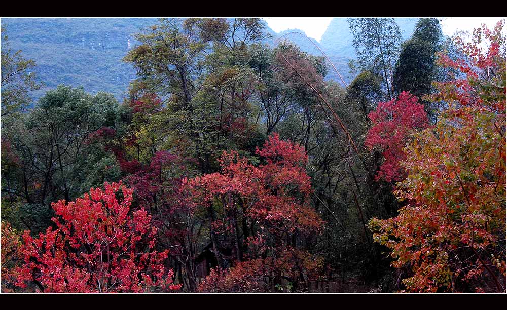 霜叶红于二月花 摄影 江岸孤峰