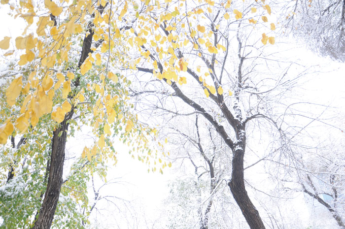 2011年第一场雪（三） 摄影 寻找的眼