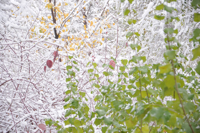 2011年第一场雪（二） 摄影 寻找的眼