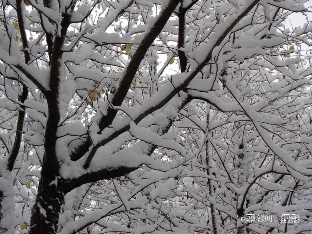 乌鲁木齐2011初冬中雪1 摄影 卫平