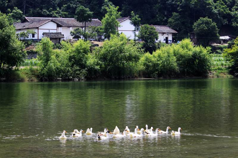 生态新农村 摄影 飞天龙