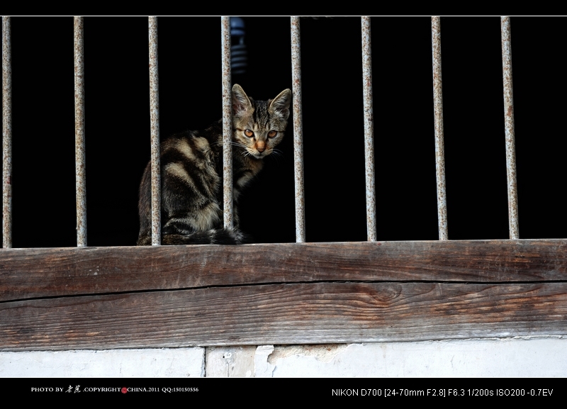 老屋内胆怯的小猫 摄影 --老虎--