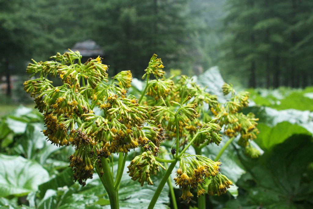 野荷花 摄影 山的孩子