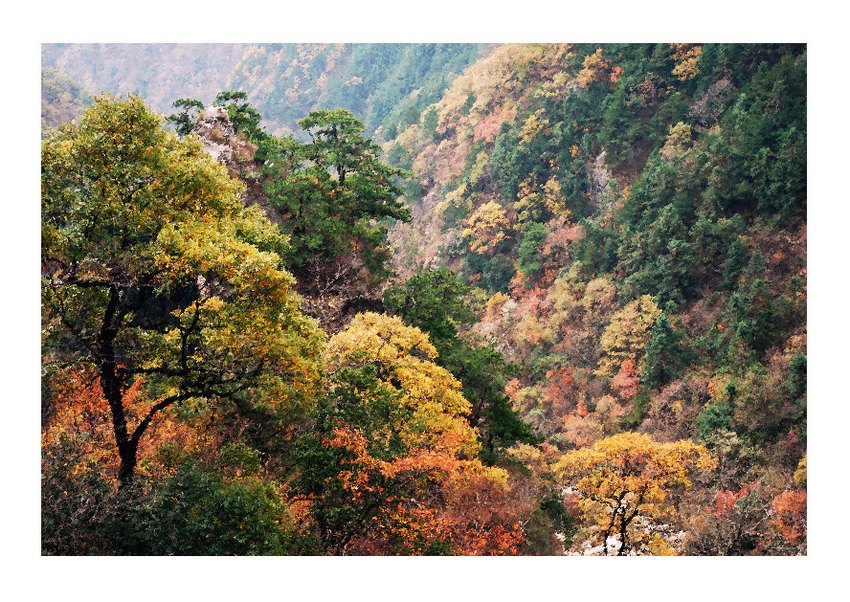 山谷拾秋 摄影 峰舞九天