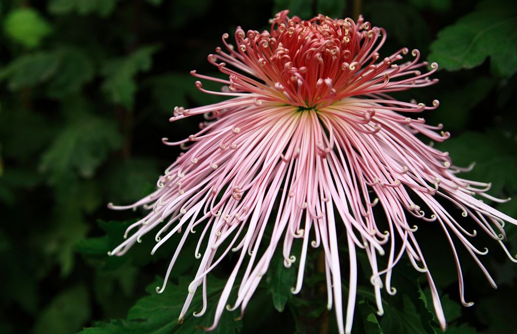 《惠山赏菊》8——点击放大 摄影 邹鹏程