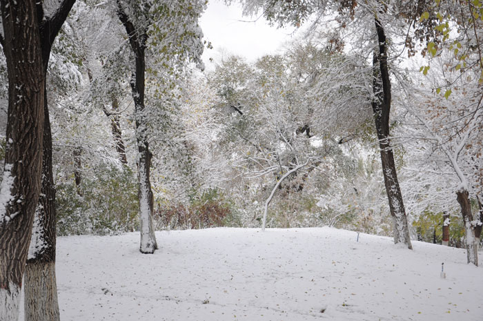 2011年第一场雪（四） 摄影 寻找的眼