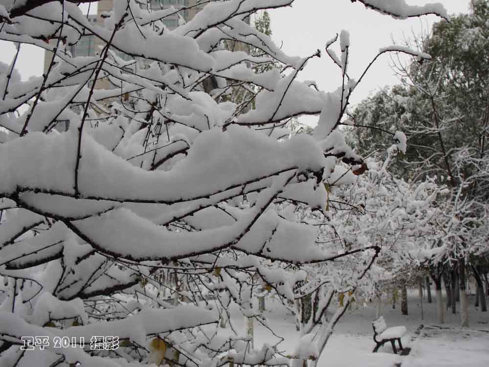 乌鲁木齐2011初冬中雪3 摄影 卫平