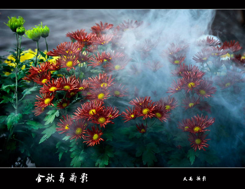 金秋菊影 摄影 枫林晚唱