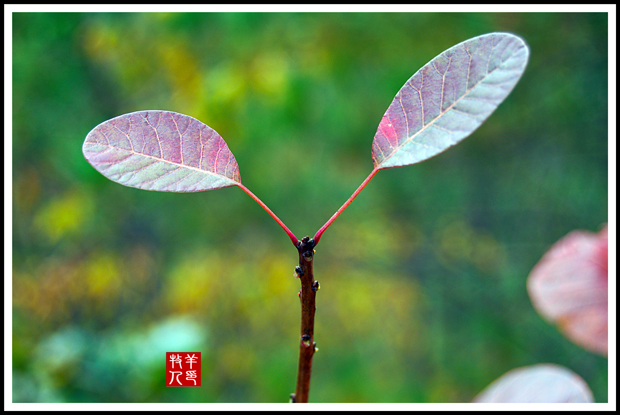 秋叶问心 摄影 光影心慧