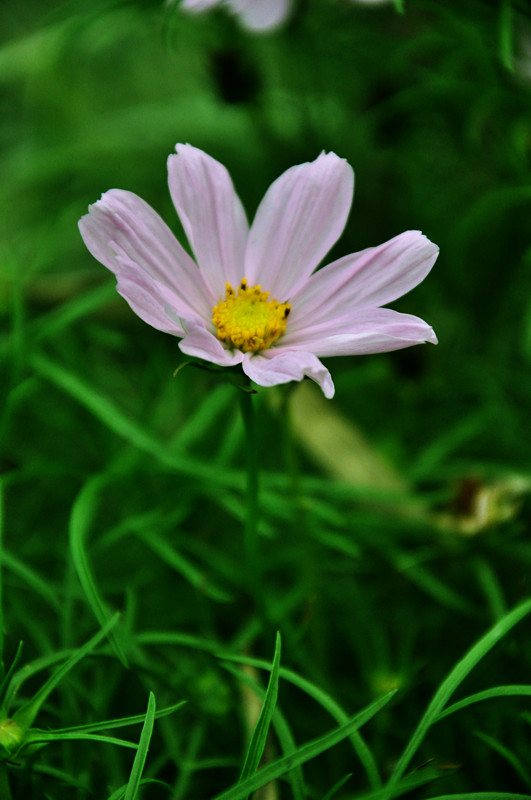 花 摄影 兔子00