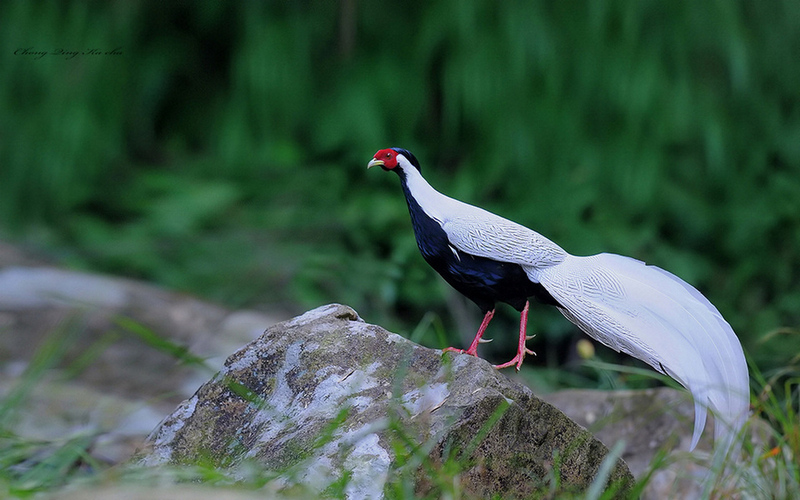 白鹇 Lophura nycthemera.. 摄影 重庆咔嚓