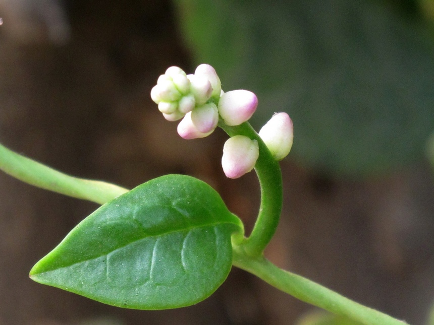 木耳菜花 摄影 溪旁老树