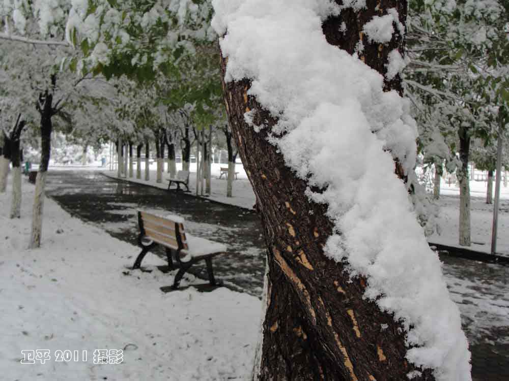 乌鲁木齐2011初冬第一场中雪4 摄影 卫平