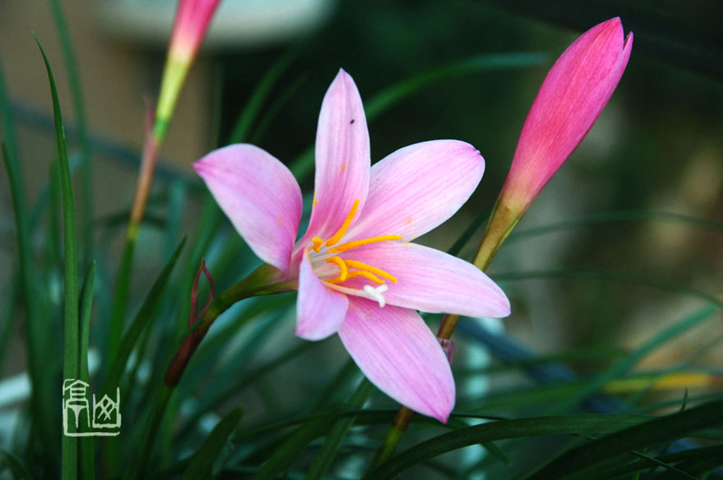 花03 摄影 彩色鼠标