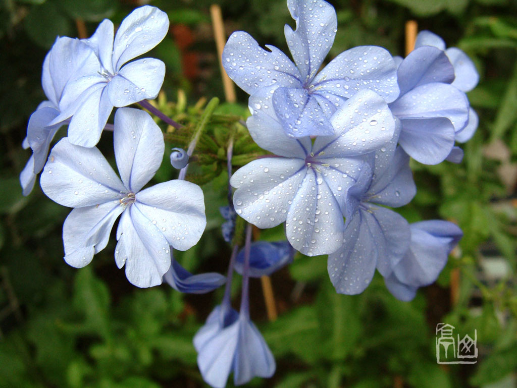 花02 摄影 彩色鼠标