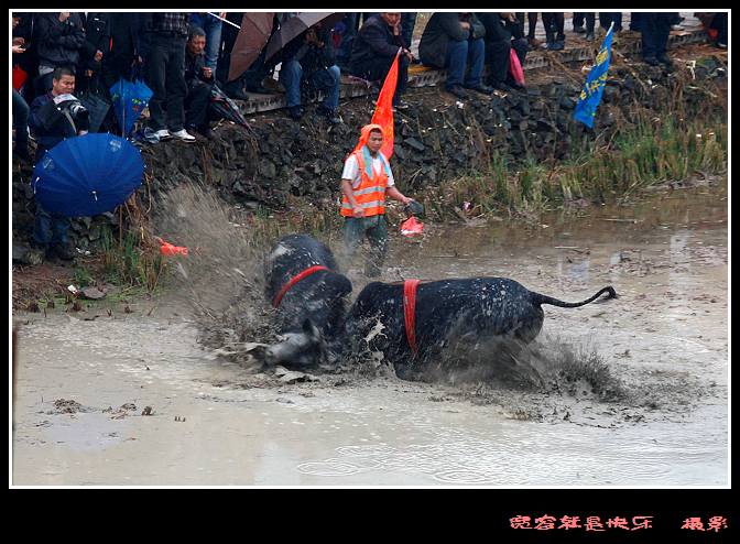 斗牛 摄影 宽容就是快乐