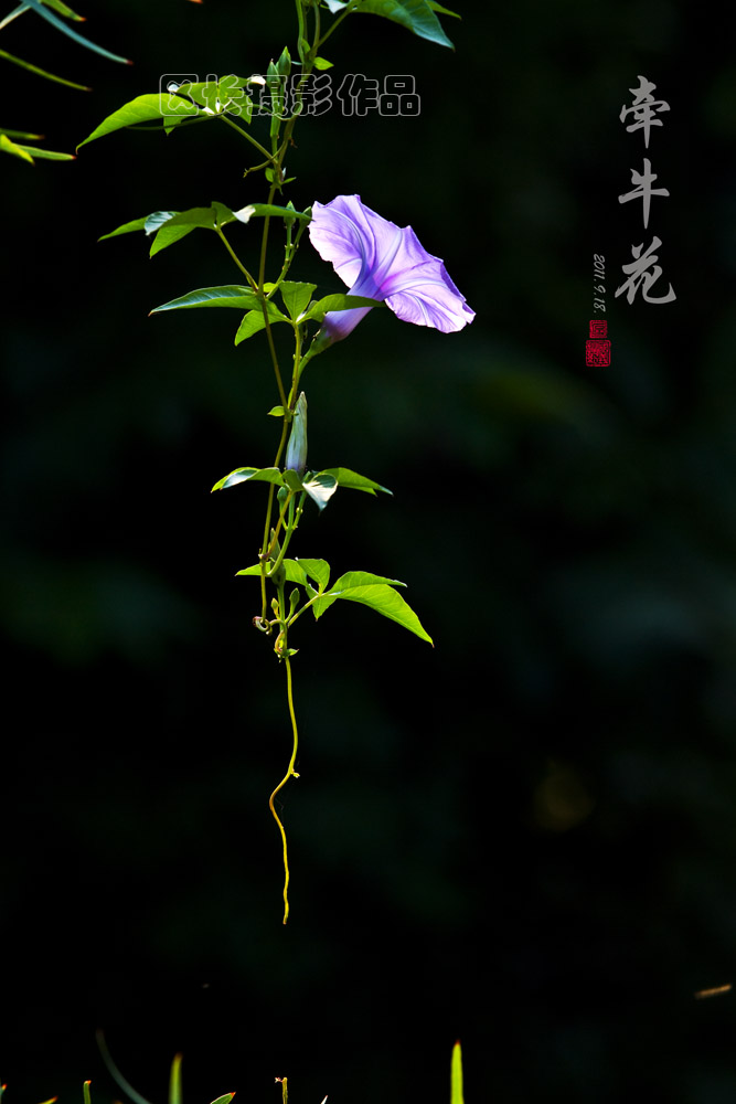 牵牛花 摄影 区长