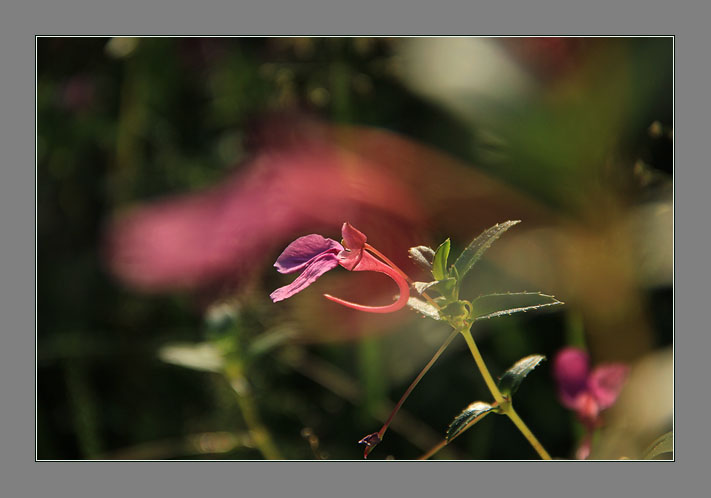 花里看花 摄影 青花鱼