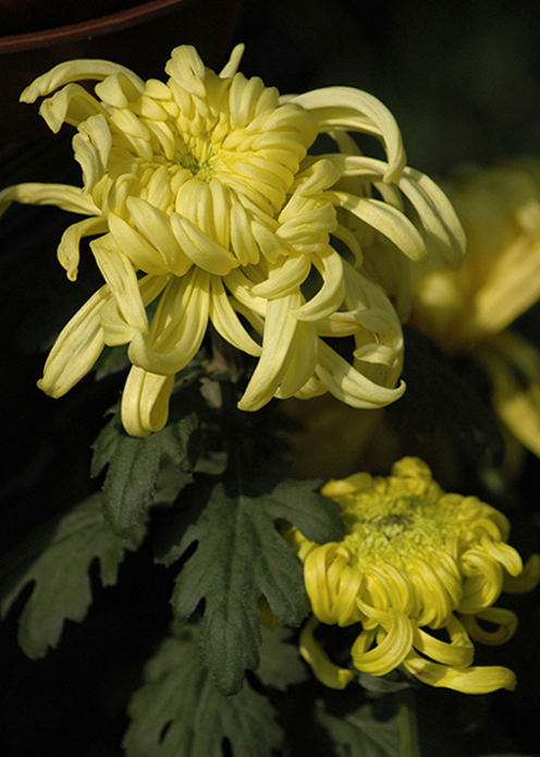 秋来黄花正芬芳 摄影 桂湖常客