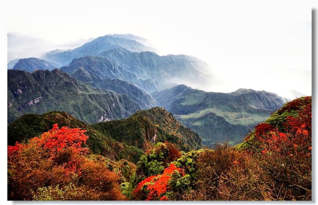 峨眉山上的红叶 摄影 牧驼人