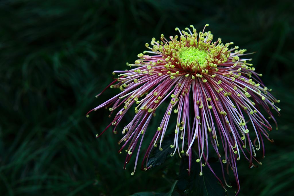 《惠山赏菊》15——点击放大 摄影 邹鹏程